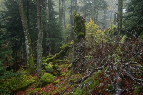 Frederic Demeuse WALD Photography-3
